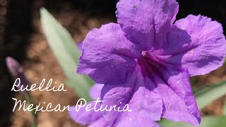 All About Ruellia Mexican Petunia  Gardening Tips [upl. by Ahsinyt772]