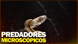 Predadores microscópicos A luta invisível pela sobrevivência PT 2 COMPILADO [upl. by Tomkin]