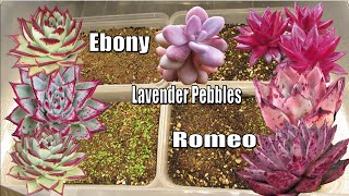 Succulent Seeds GROWTH COMPARISON Grow Light vs Window Light [upl. by Moseley559]