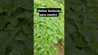 Melhor herbicida para coentro agricultura horta roça coentro [upl. by Romanas]