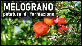 POTATURA FORMAZIONE MELOGRANO [upl. by Yerhcaz773]