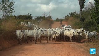 Blanchiment de bétail au Brésil  de la viande illégale dans nos assiettes • FRANCE 24 [upl. by Thebazile224]