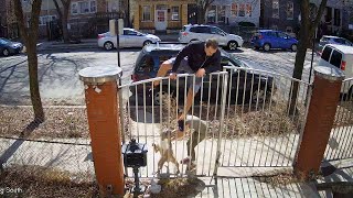 Runner Scales Fence When Pit Bull Attacks [upl. by Orling83]