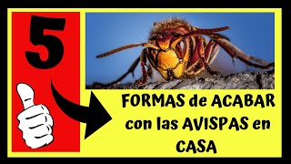 5 ⚔️⚠️ Maneras de matar nidos de avispas ⚠️⚔️ en casa [upl. by Dirgis]