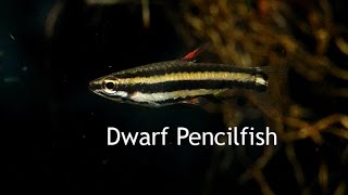 Dwarf Pencilfish  Perfect dither for Apistogramma [upl. by Wendel]