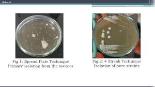 Screening of Lactobacillus from Various Sources for Production of Bacteriocins [upl. by Enitsahc730]