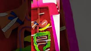 Digestive system biology model craft artwork shorts [upl. by Schonfield]