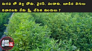 మిరప తోటలో తెల్లదోమ పచ్చదోమ పైslr 525 insecticidenagarjuna index fungicideSLR525White flythrips [upl. by Hamon]