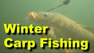 Winter carp fishing in Utah  Stalking carp in shallow water [upl. by Asilanna]