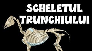 Scheletul Trunchiului  Vertebre Coaste Stern  Osteologie Medicina Veterinara [upl. by Aisemaj]