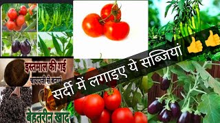 vegetables plant  tamater  Mirchi bengan nature  organic vegetable gardening yt video [upl. by Ynaffet332]