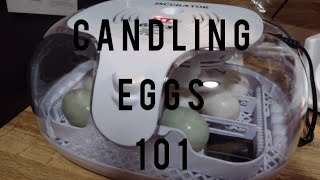 Candling Welsh Harlequin amp Rouen Duck Eggs [upl. by Lorac]