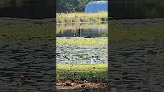 anhinga birdspotting birds americanbirdwatching birdwatch wildlife birdwatching nature [upl. by Trinl]