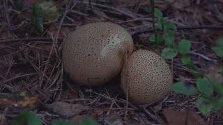 Pigskin poison puffball [upl. by Lednahc]