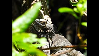 Iguane à queue épineuse du Golfe [upl. by Senior]