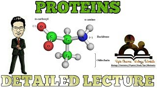 Proteins basics and peptide bond formations  Biomolecules NCERT  NEET AIIMS amp JIPMER [upl. by Oal]