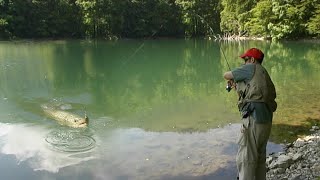 Pecanje potočne pastrmke na varalicu  Biogradsko jezero u Crnoj Gori  Fishing brown trout [upl. by Anzovin]