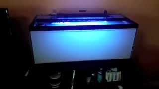 How to setup a 20 gallon nano reef tank CaribSea AragAlive sand [upl. by Shelia]