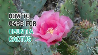 BEST TIPS  HOW TO CARE FOR OPUNTIA CACTUS [upl. by Atinniuq]