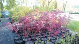 Trees and shrubs we sell and plant NY [upl. by Ahsiakal]