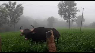 Thrilling Drive in Rain  Dolphin Nose Point  Indian Gaur Spotted  Chilling Hill Drive [upl. by Norbel304]