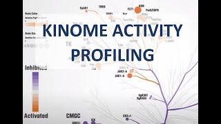 PamGene  Kinase activity profiling  Our kinase activity assay explained [upl. by Misaq]