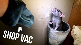 THE FASTEST WAY TO GET RID OF RATS Shopvac65 HP [upl. by Ahsirhcal204]