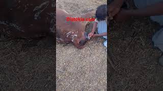 Distokia case in cow 🐄 cow animalshorts animals bestpublicreaction [upl. by Ahsinelg478]