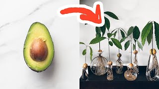 The FASTEST Way To Grow An Avocado [upl. by Sayles]