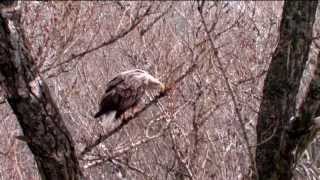 Orliak Morský Haliaeetus albicillaWhitetailed Eagle Hniezdenie [upl. by Brynn]