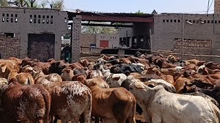 Big News  Wacha Farming in Pakistan  How To Start Low Investment Business Arfan Cattle Farm Okara [upl. by Fachanan]