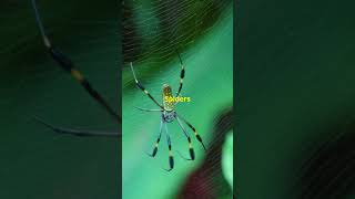 The Wasp Spider Natures Camouflage facts scientificwonders biologicalwonders nature animals [upl. by Naniac]