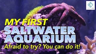 My First Saltwater Aquarium  Afraid To Try You Can Do It [upl. by Eisiam46]