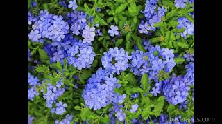 Plumbago  Information and Care GuideBest Flowering Plant [upl. by Aivek768]