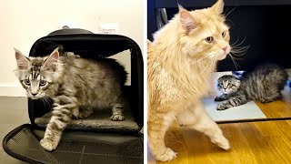 Maine Coon Kitten Introduction  Kitten Meets Big Cats [upl. by Emil]