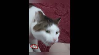 He cute but he bite 😼 catlovers catvideos tabbycats [upl. by Attelra335]