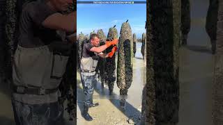 dont touch this thing near the sea😮viralvideo shortvideo [upl. by Gleich138]