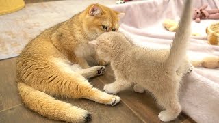 Mother cat meows to call her kittens to eat So sweet [upl. by Ahseikal]