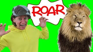 The Lion Song with Matt  Wild Animal Songs  Learn English Kids [upl. by Dragelin828]