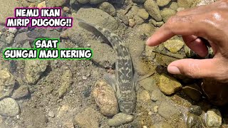 NEMU IKAN MIRIP DUGONG SAAT SUNGAI MAU KERING [upl. by Iffar]