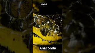 Where Do Anacondas Live Discover Their Wild Habitat animalsAnacondaHabitat [upl. by Chancellor]