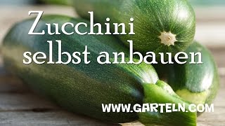 Zucchini pflanzen [upl. by Auhso801]