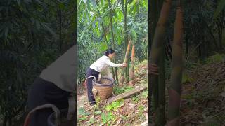 Secret Bamboo Forest A Day of Bamboo Shoot Picking Experience [upl. by Gudrin]