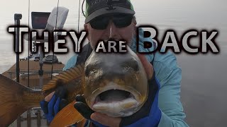 Theyre BACK Redfish Schools St Johns River Monsters [upl. by Deraj368]