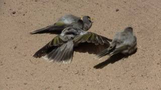 Noisy Miners Manorina melanocephala sunbathing  WeißstirnSchwatzvögel beim Sonnenbad [upl. by Nnail]