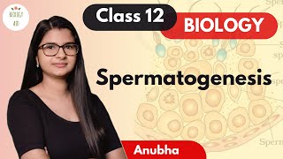 Class 12  Spermatogenesis NCERT [upl. by Pearle]