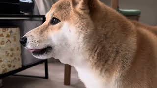 Shiba Inu Barking Compilation [upl. by Feucht]