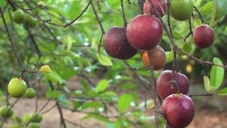 Medicinal plants of India  Kannada ಔಷಧೀಯ ಸಸ್ಯಗಳು [upl. by Eahsed]