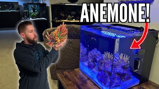 NEW EXPENSIVE ANEMONE for the Nano Saltwater Reef Tank [upl. by Jacynth]