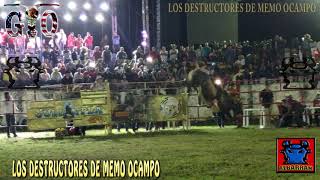 LEON DE ORO CON GUERO DE COMALA EN PEDERNALES MICHOACAN [upl. by Rabelais]